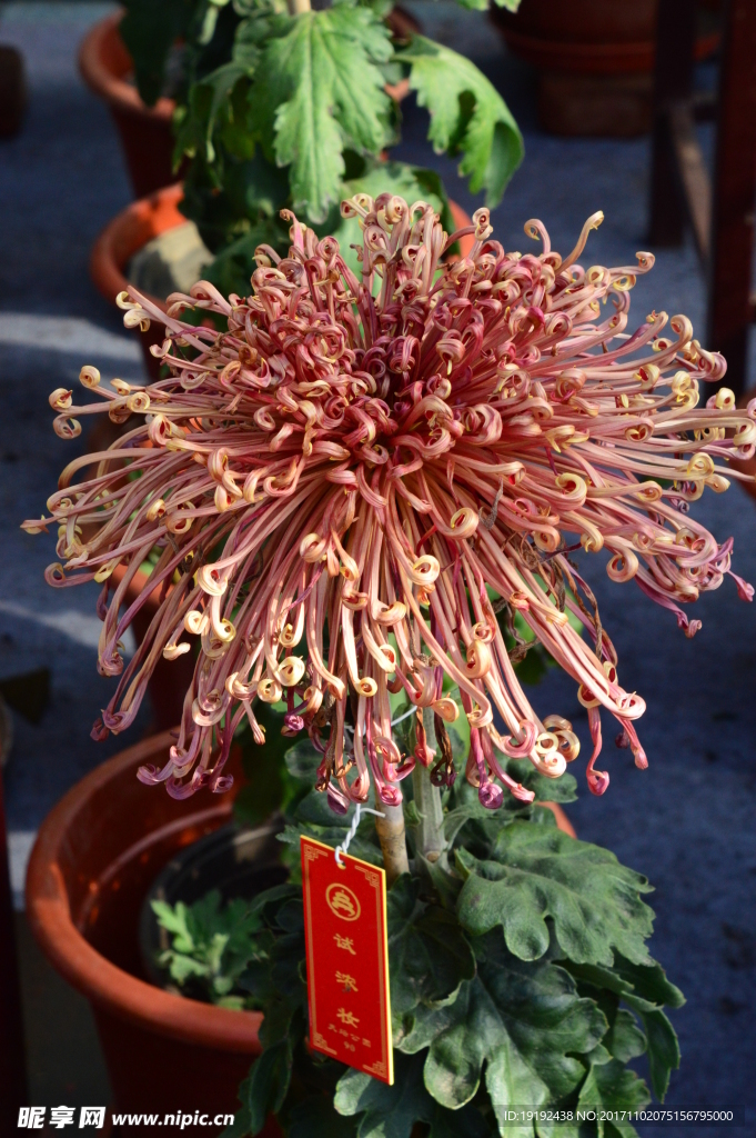 菊花