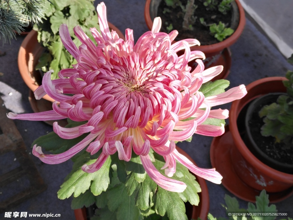 菊花