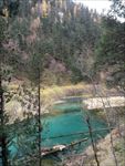 树林流水河流