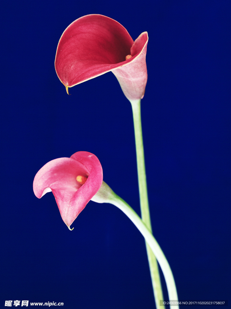 鲜花花艺