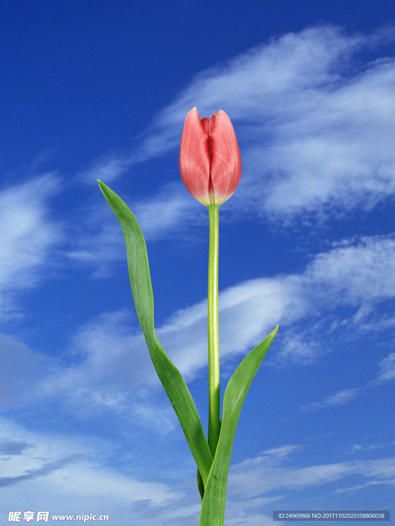 鲜花花艺