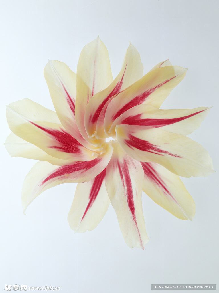 鲜花