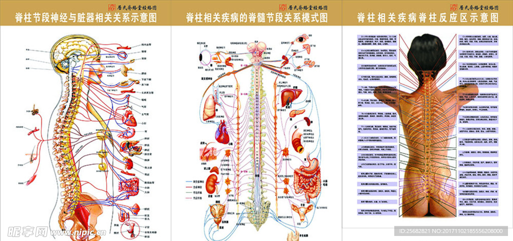 脊柱图