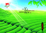 茶