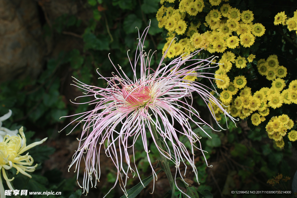 菊花
