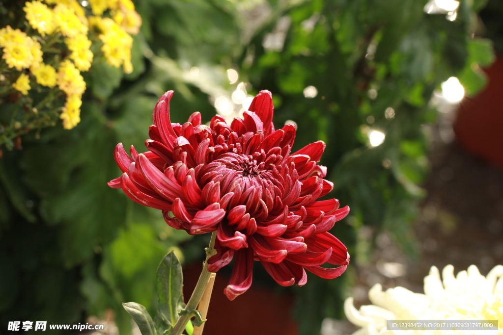 菊花