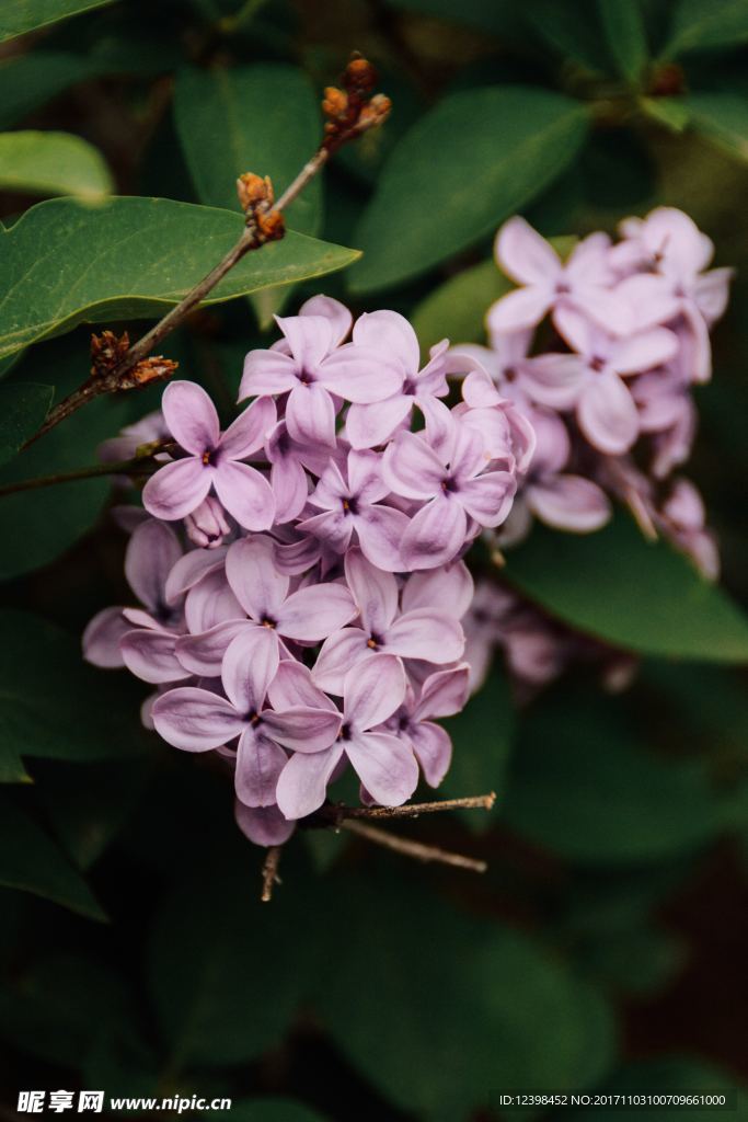 丁香花