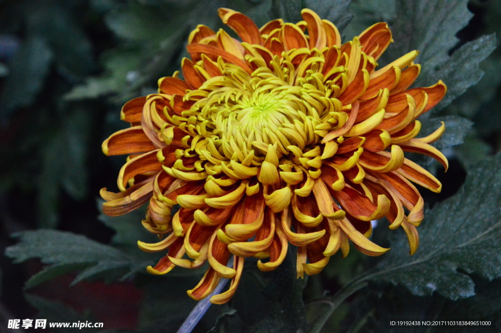 菊花