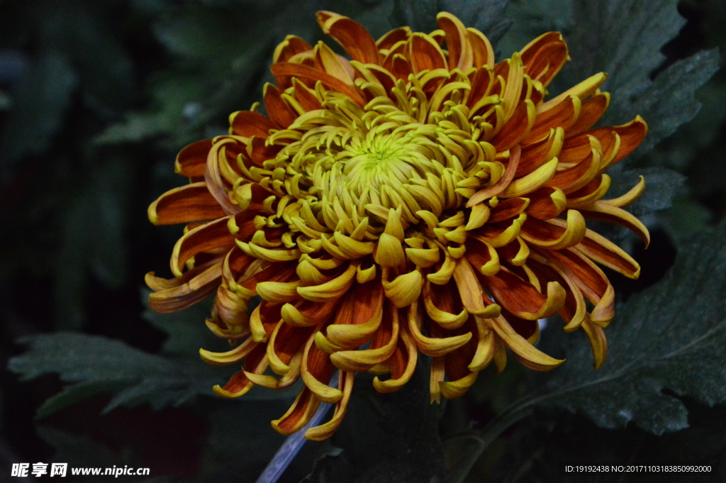 菊花