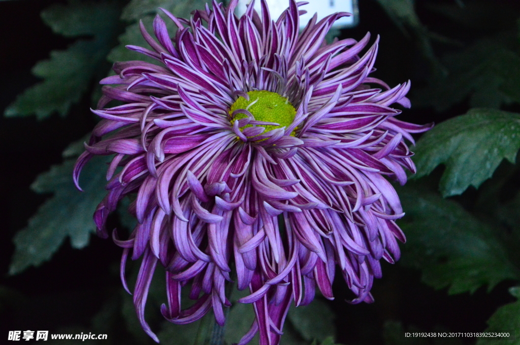 菊花