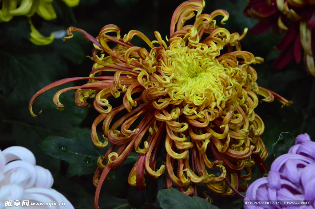 菊花