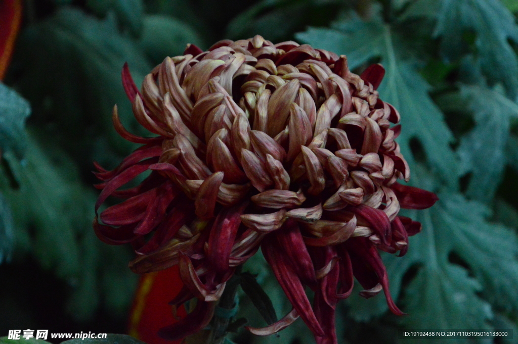 菊花