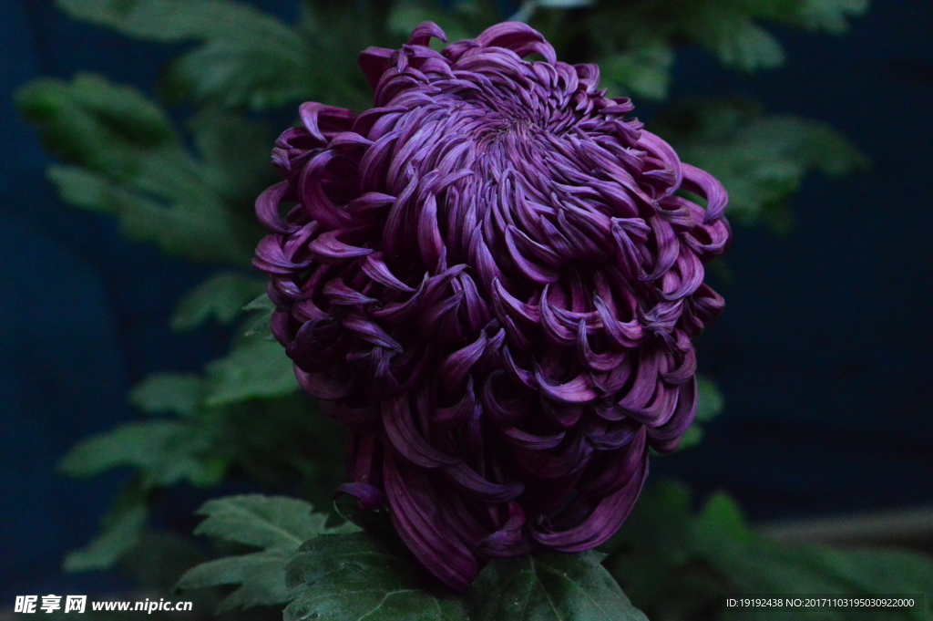 菊花