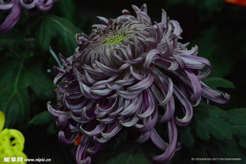 菊花