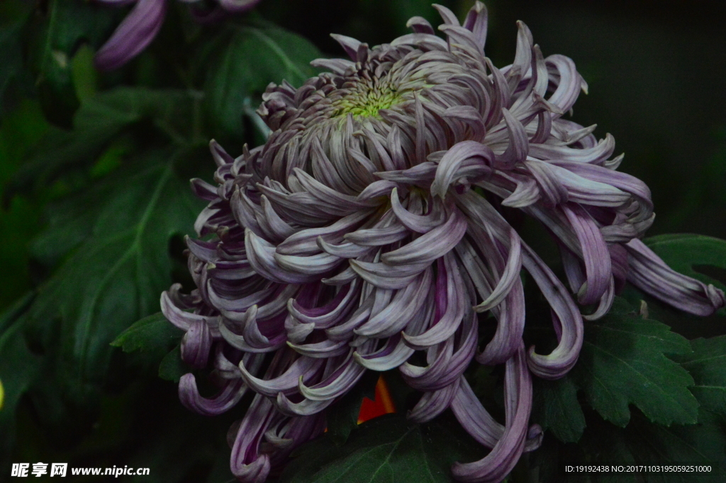 菊花