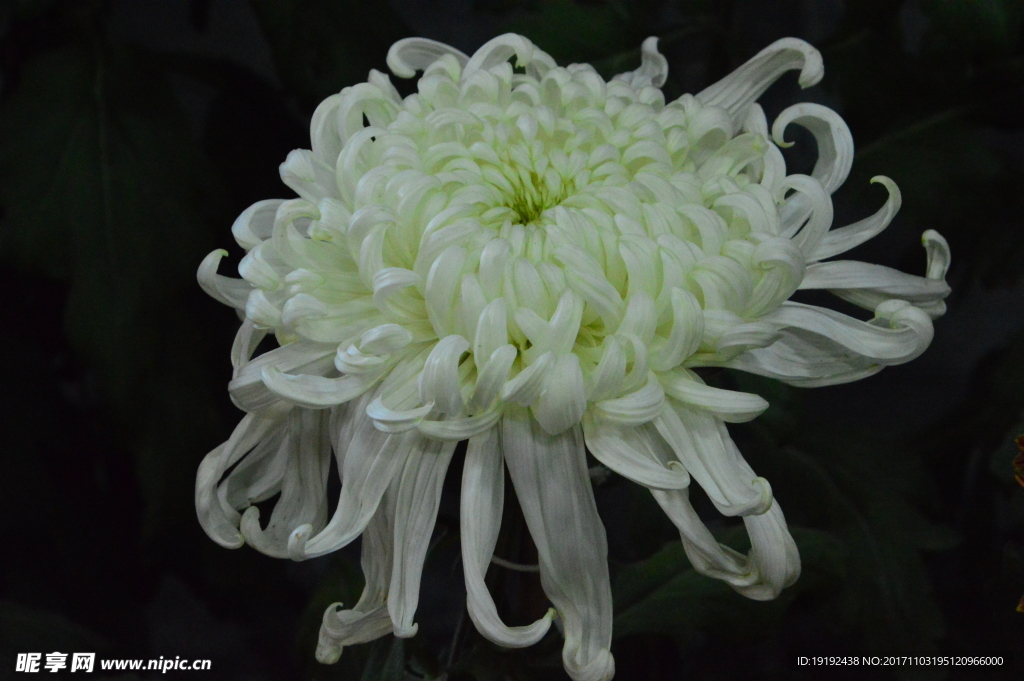 菊花