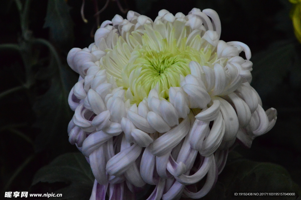 菊花