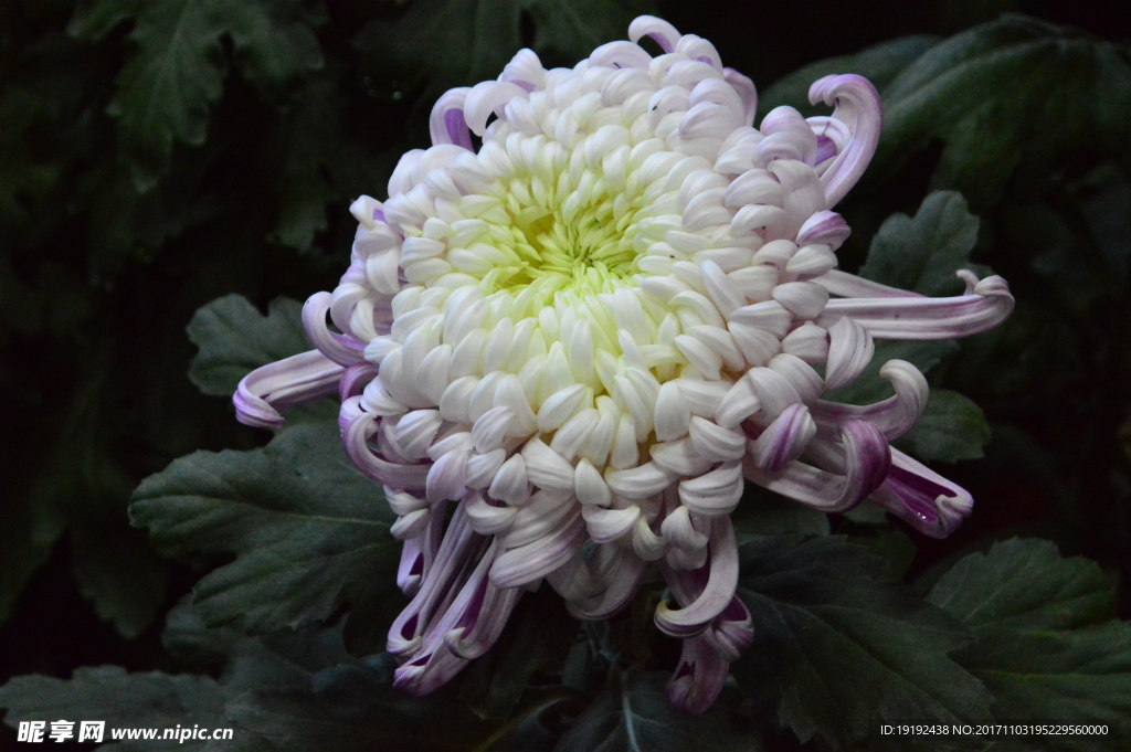 菊花