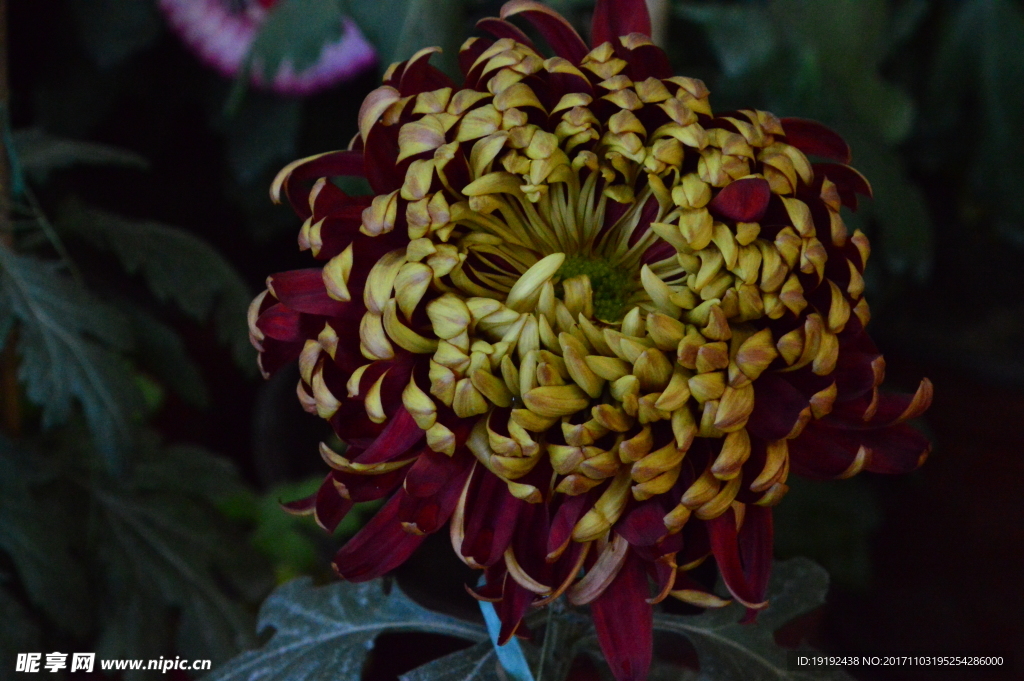菊花