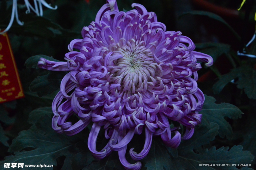 菊花