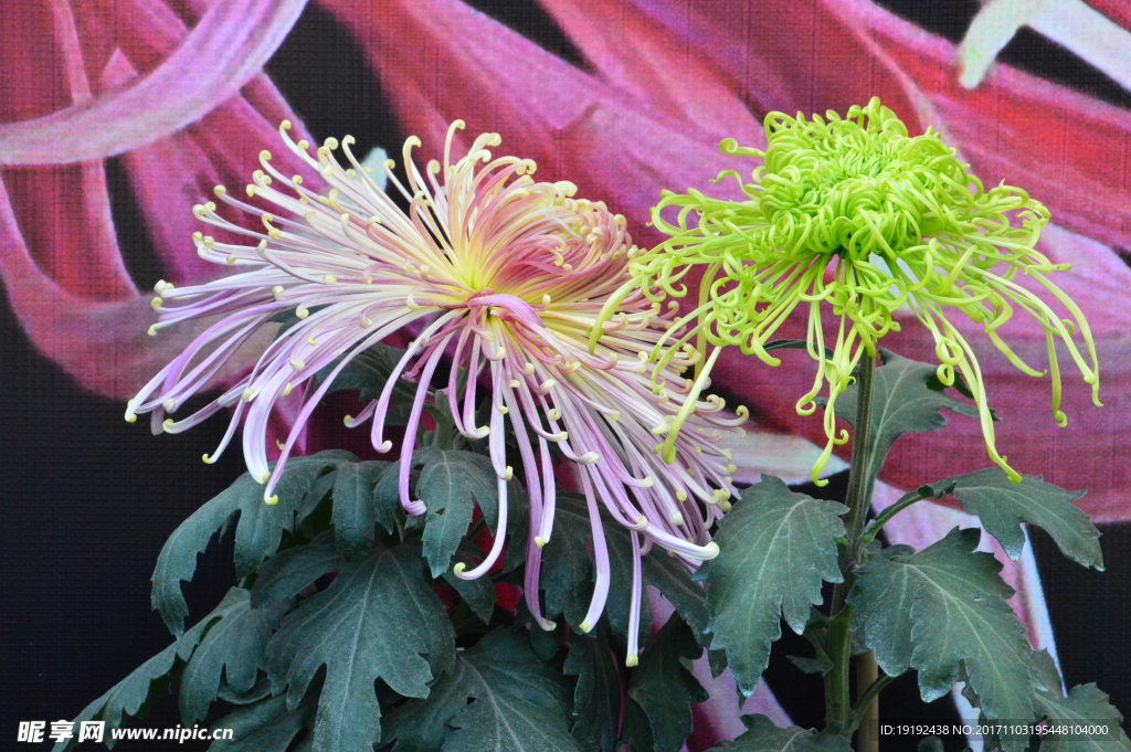 菊花