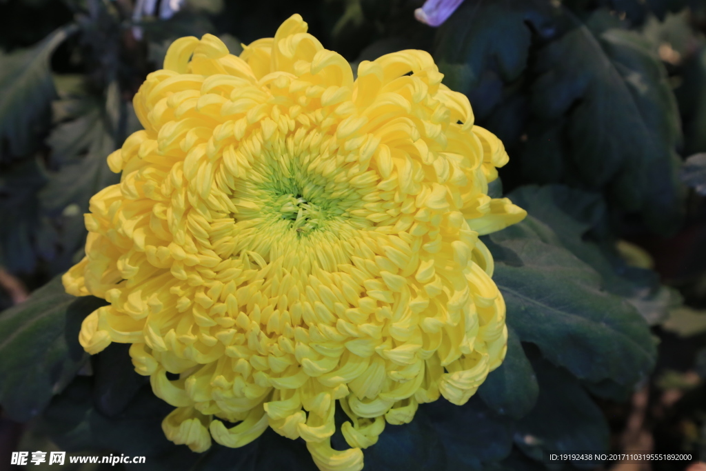 菊花