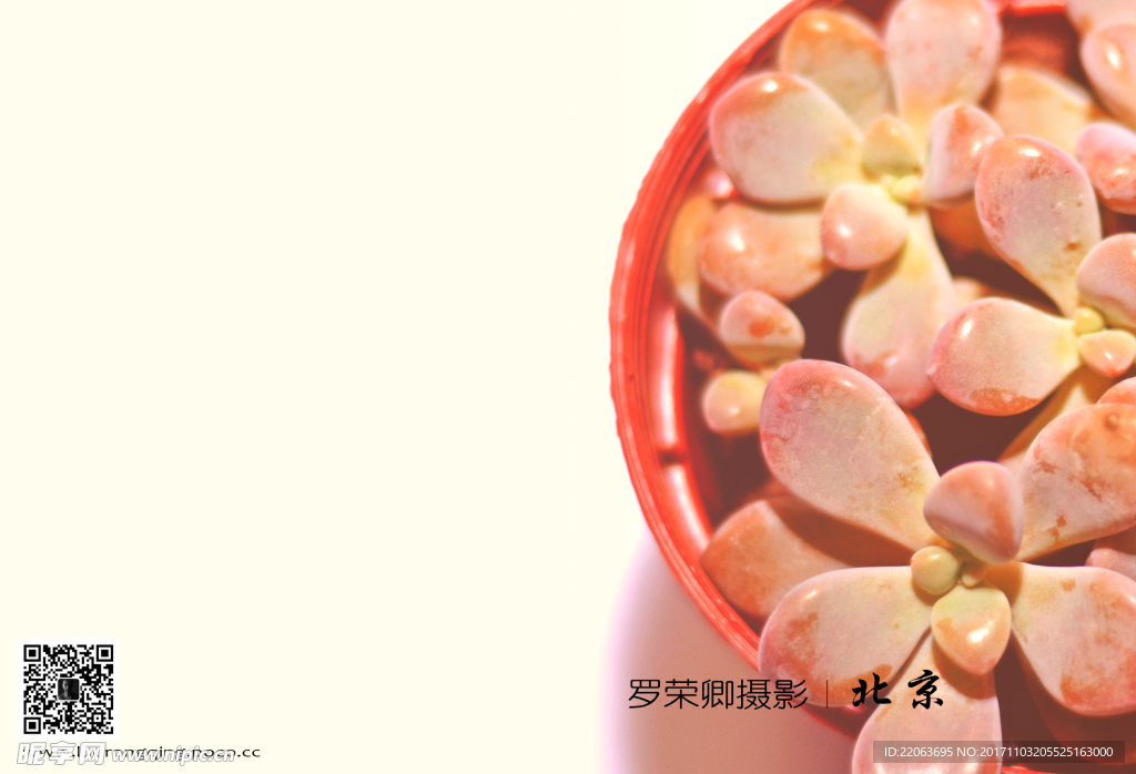 多肉