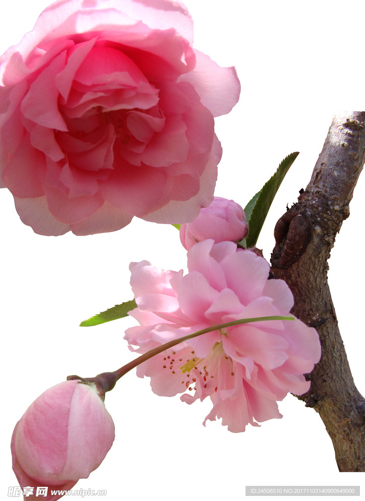 桃花