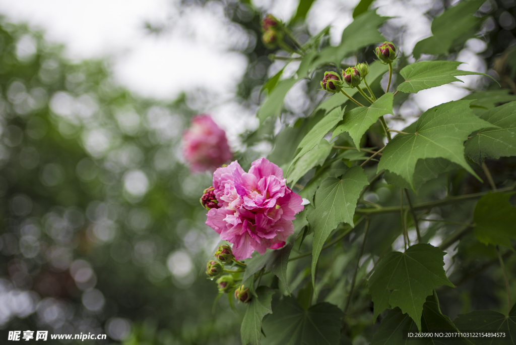 芙蓉花
