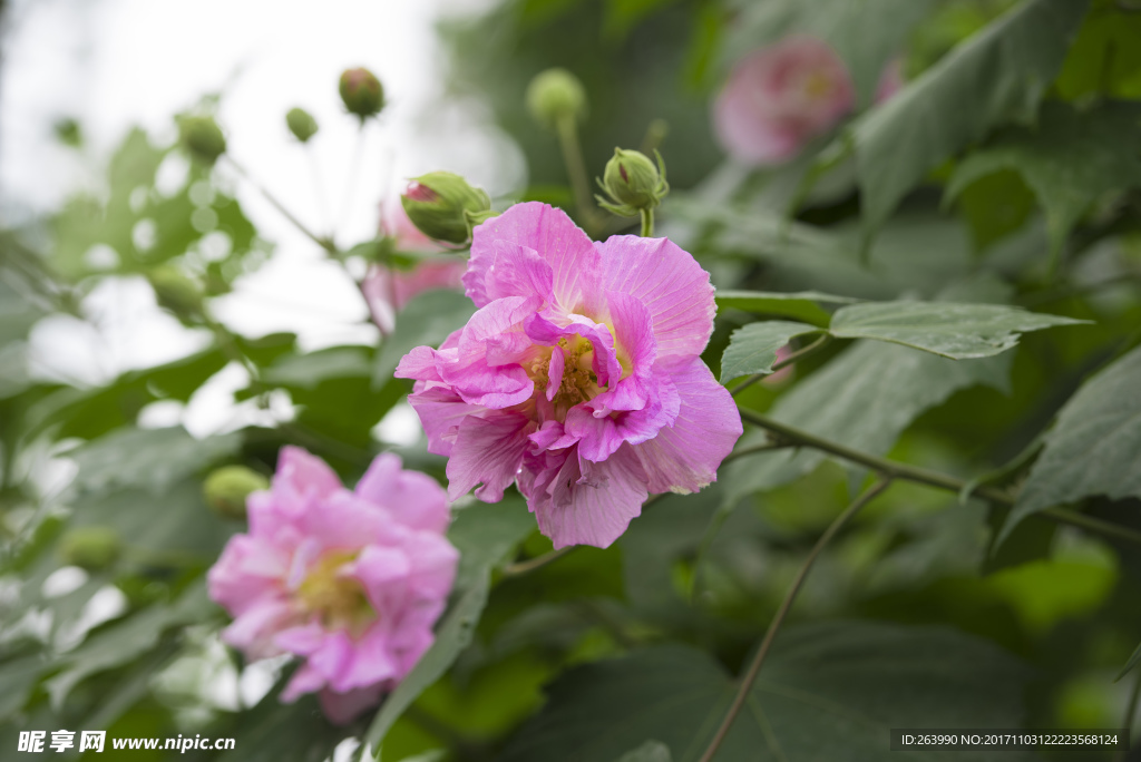 芙蓉花