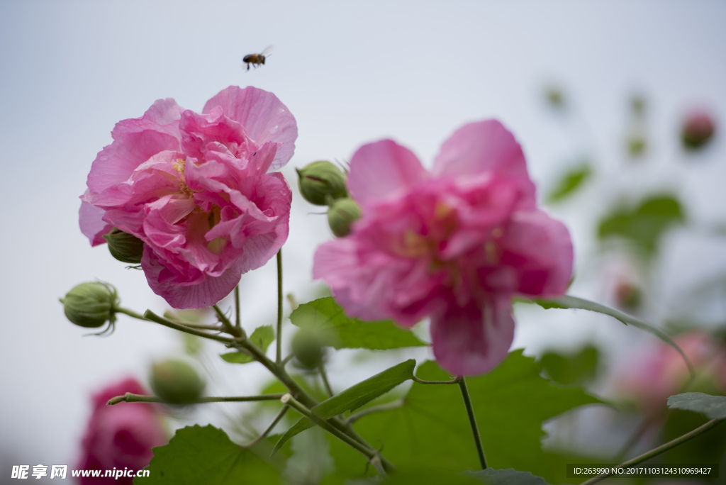 芙蓉花