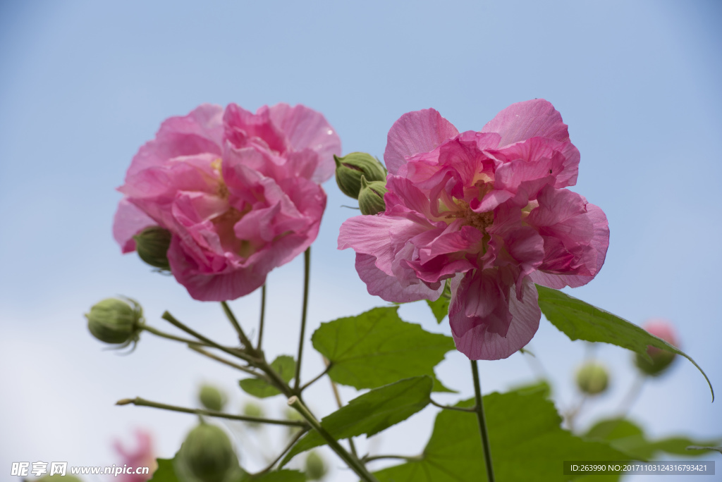 芙蓉花