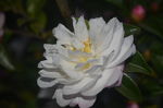 茶花