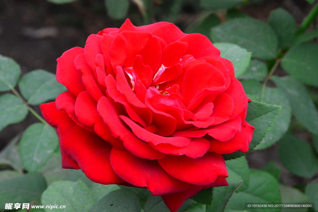 月季花