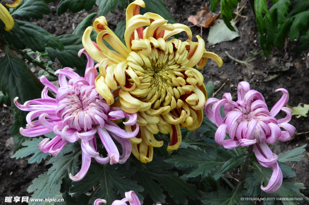 菊花