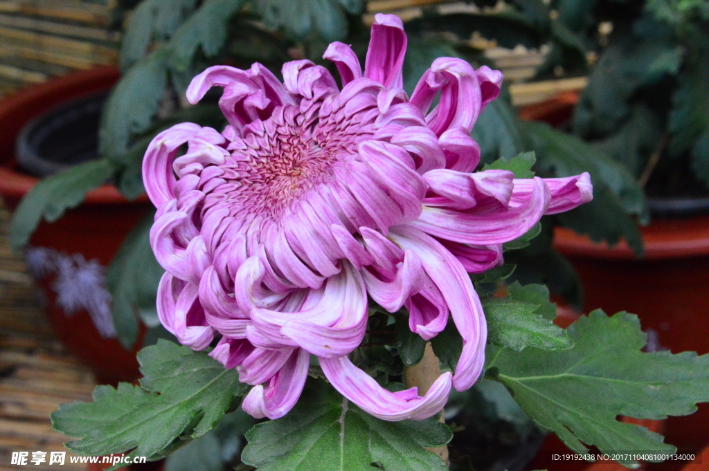 菊花