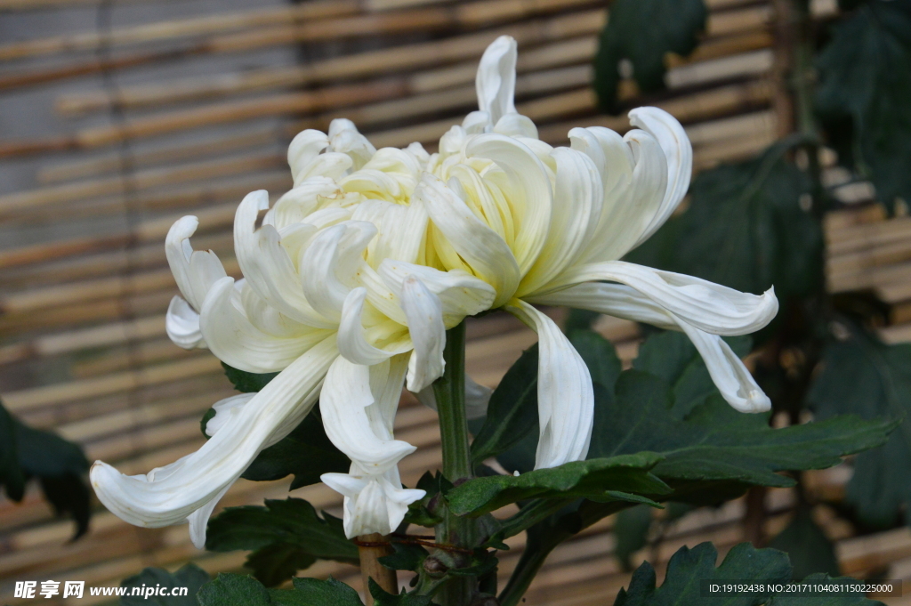 菊花