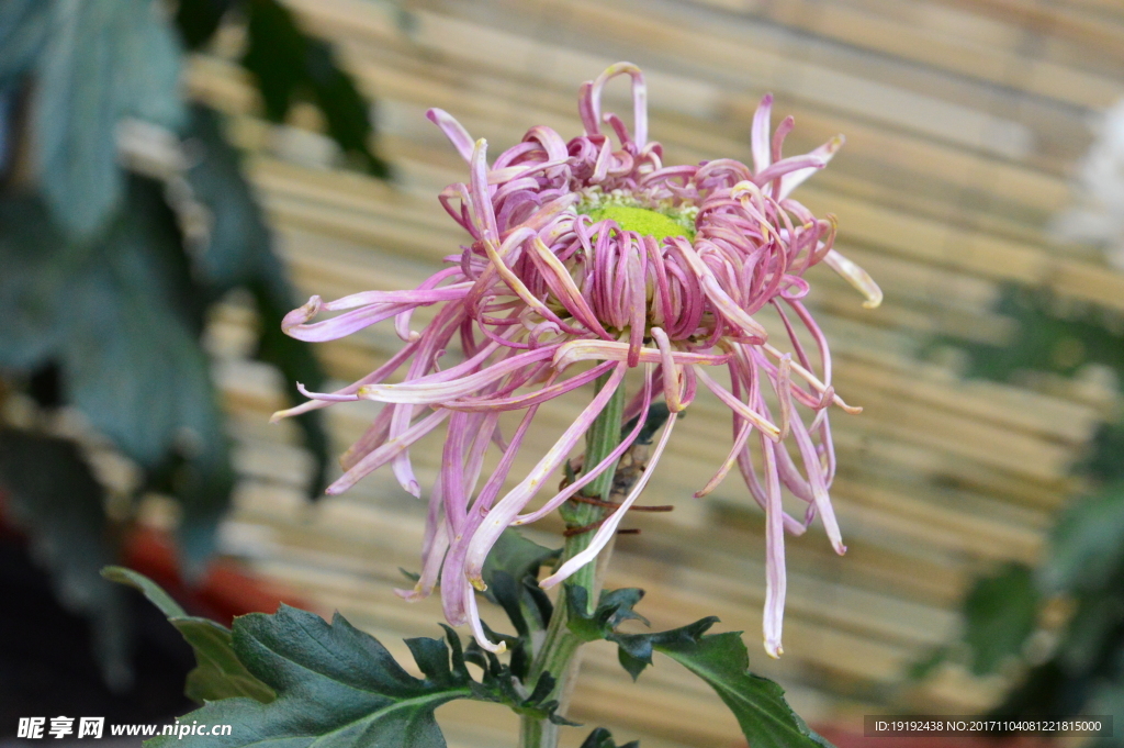 菊花