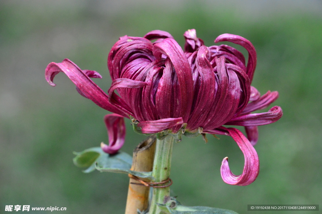 菊花