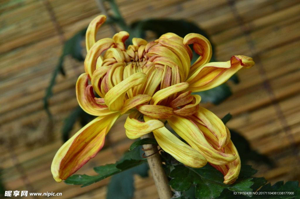 菊花