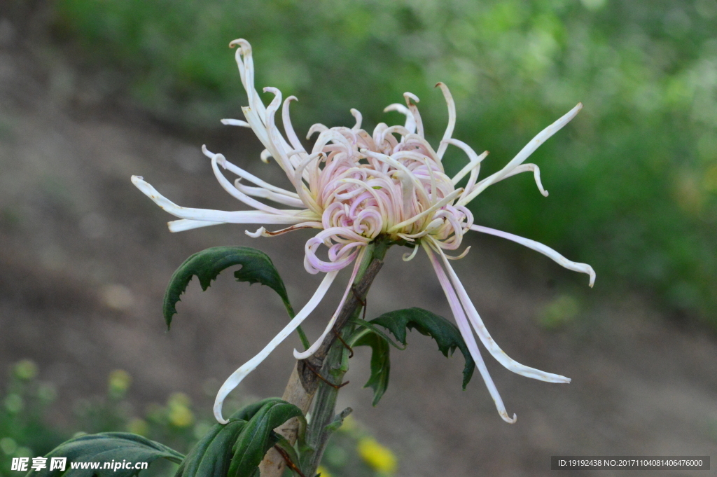菊花