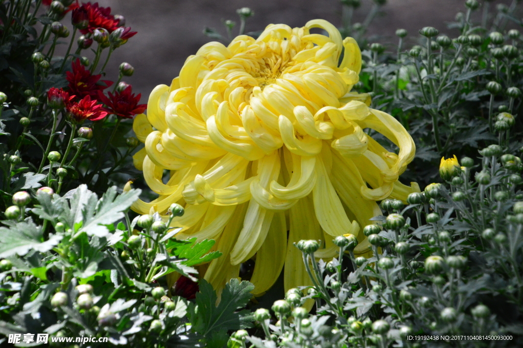 菊花