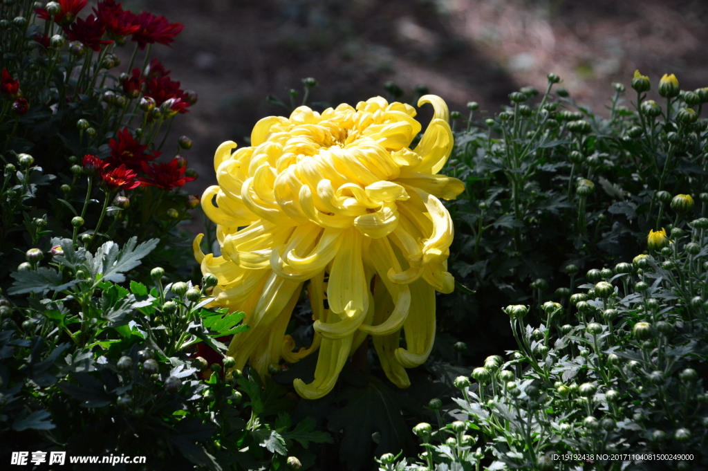 菊花