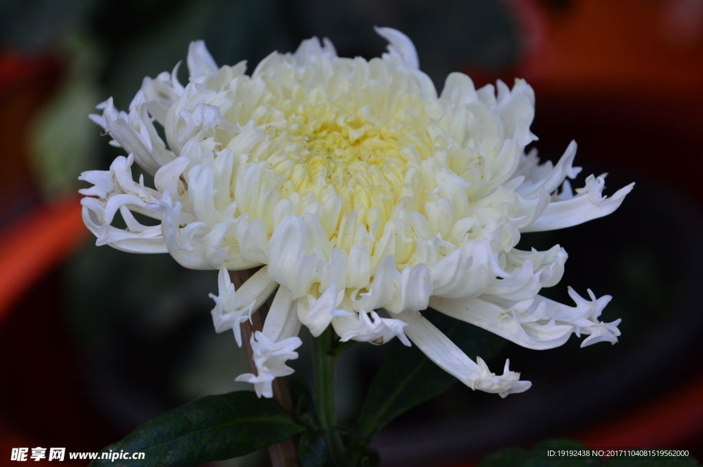 菊花