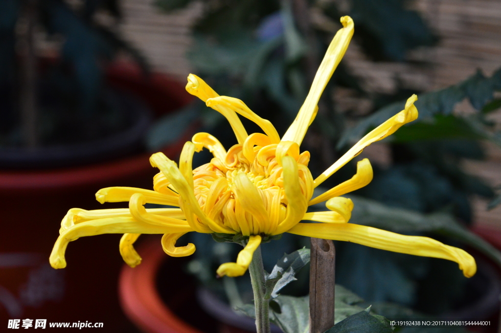 菊花
