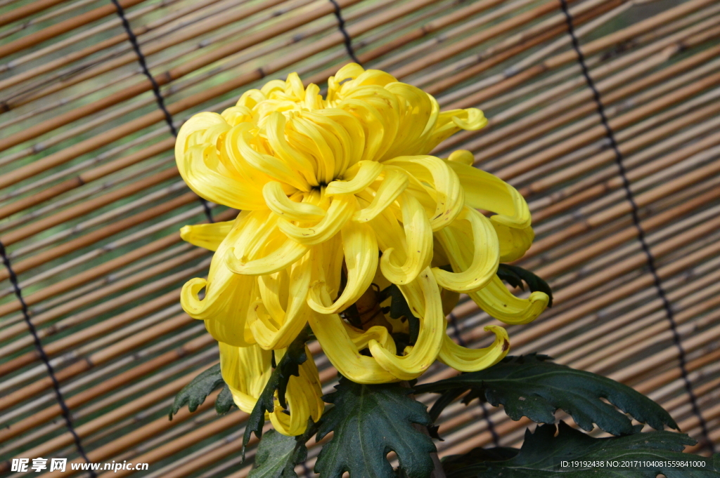 菊花