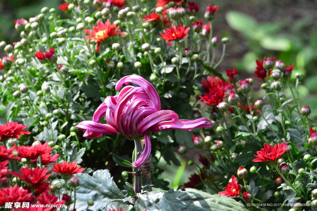 菊花