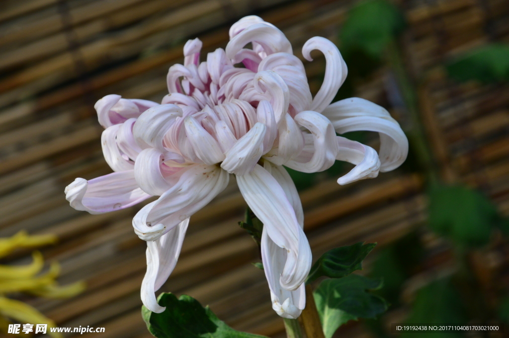 菊花