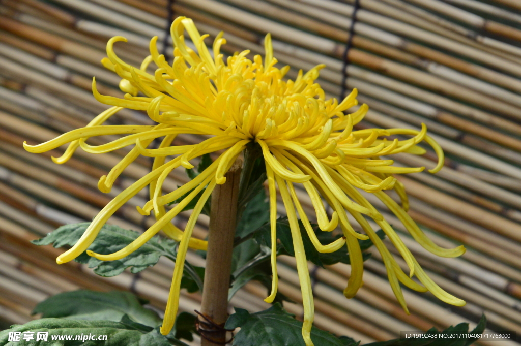 菊花