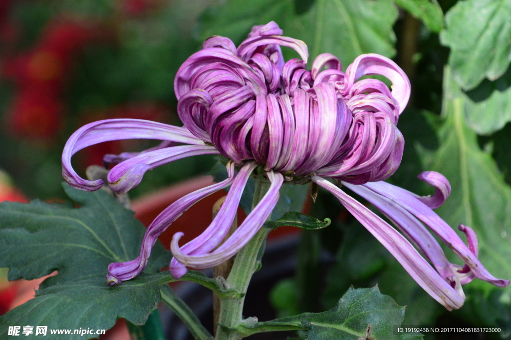 菊花